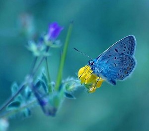 Schmetterling blau - blauer hintergrund